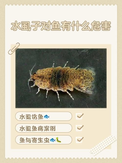 如何識(shí)別魚(yú)虱寄生，如何識(shí)別魚(yú)虱寄生思考完成如何識(shí)別魚(yú)虱寄生思考完成