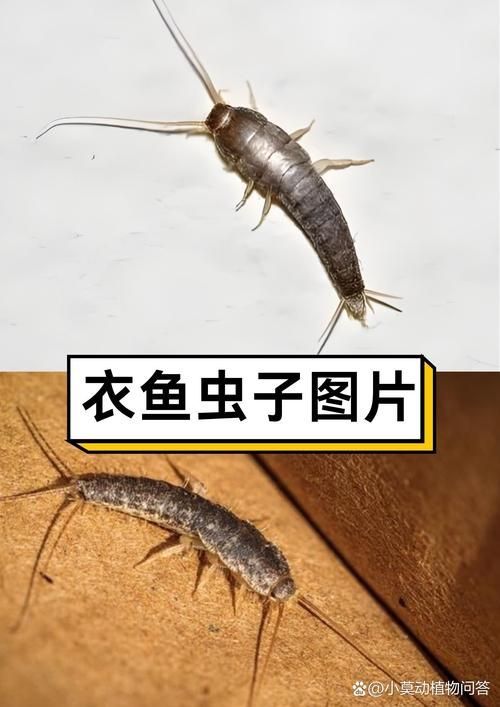 如何識(shí)別魚(yú)虱寄生，如何識(shí)別魚(yú)虱寄生思考完成如何識(shí)別魚(yú)虱寄生思考完成