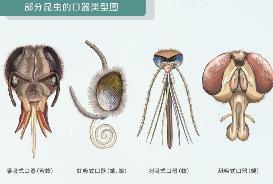 如何識(shí)別魚(yú)虱寄生，如何識(shí)別魚(yú)虱寄生思考完成如何識(shí)別魚(yú)虱寄生思考完成