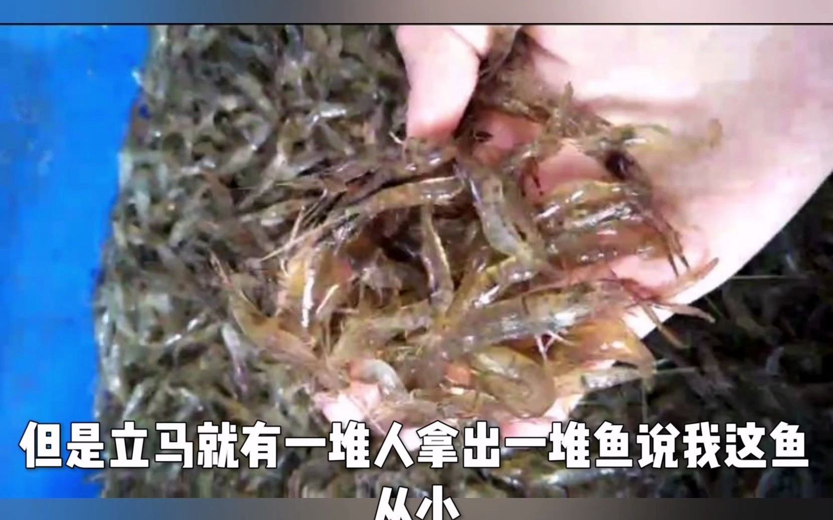 龍魚兜嘴如何改善飼養環境？，龍魚兜嘴如何改善飼養環境，
