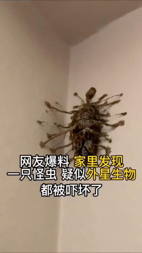 有沒有圖片可以展示這些不明生物，探索未知，揭秘不明生物的神秘面紗