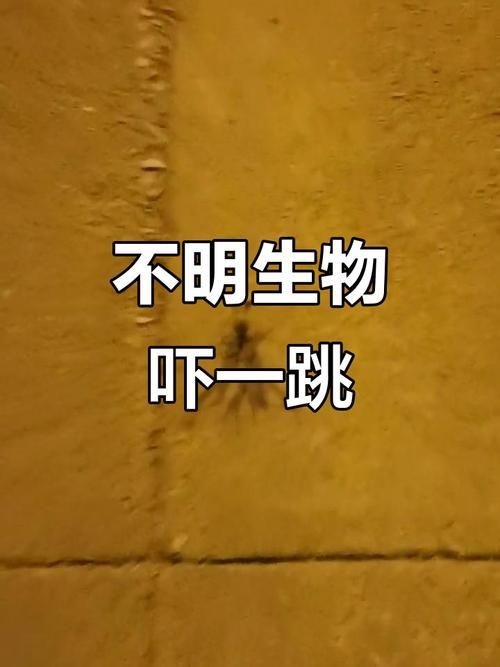 有沒有圖片可以展示這些不明生物，探索未知，揭秘不明生物的神秘面紗
