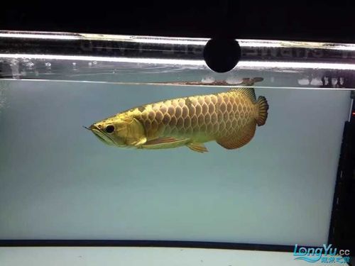 立達龍魚的成活率高嗎？，立達龍魚的成活率