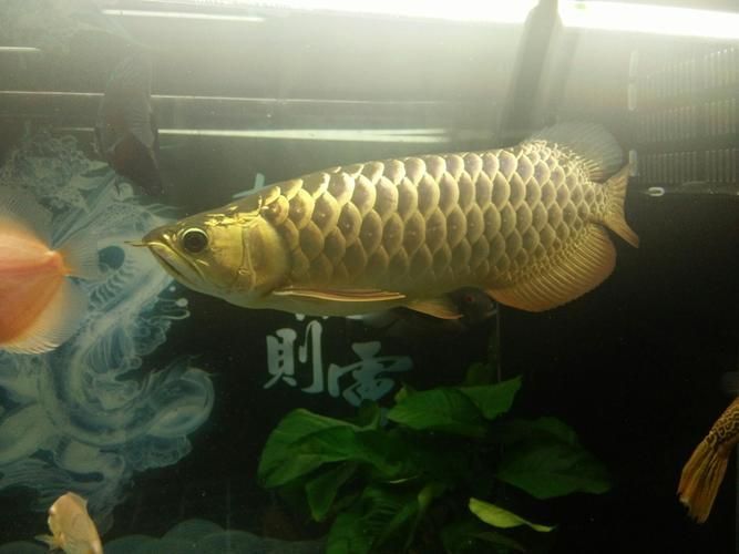 立達龍魚的成活率高嗎？，立達龍魚的成活率