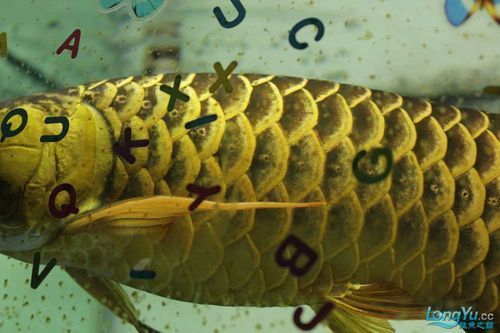 立達龍魚的成活率高嗎？，立達龍魚的成活率