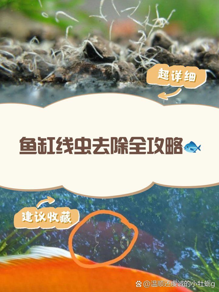 有哪些安全的魚缸殺蟲方法，汪星人笑料庫魚缸蛋白蟲大消除秘籍魚缸殺蟲方法