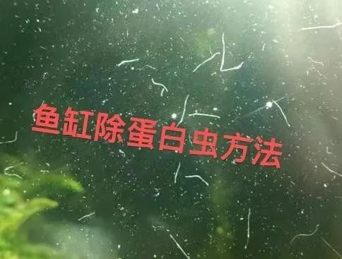 有哪些安全的魚缸殺蟲方法，汪星人笑料庫魚缸蛋白蟲大消除秘籍魚缸殺蟲方法
