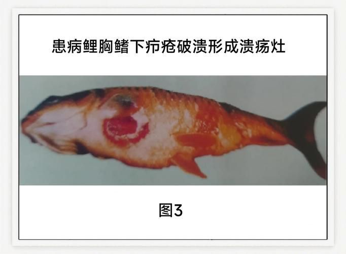 如何治療魚鱗腐爛，arxiv論文助手治療魚鱗腐爛（arxiv論文助手）