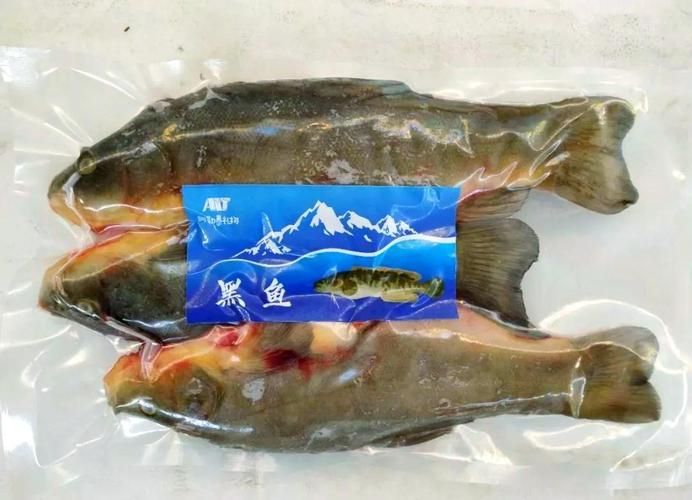 新疆雪龍魚的養殖技術有哪些，新疆雪龍魚養殖技術