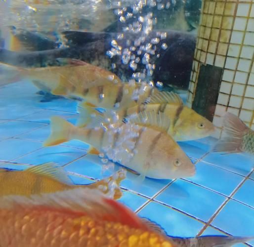 新疆雪龍魚的養殖技術有哪些，新疆雪龍魚養殖技術