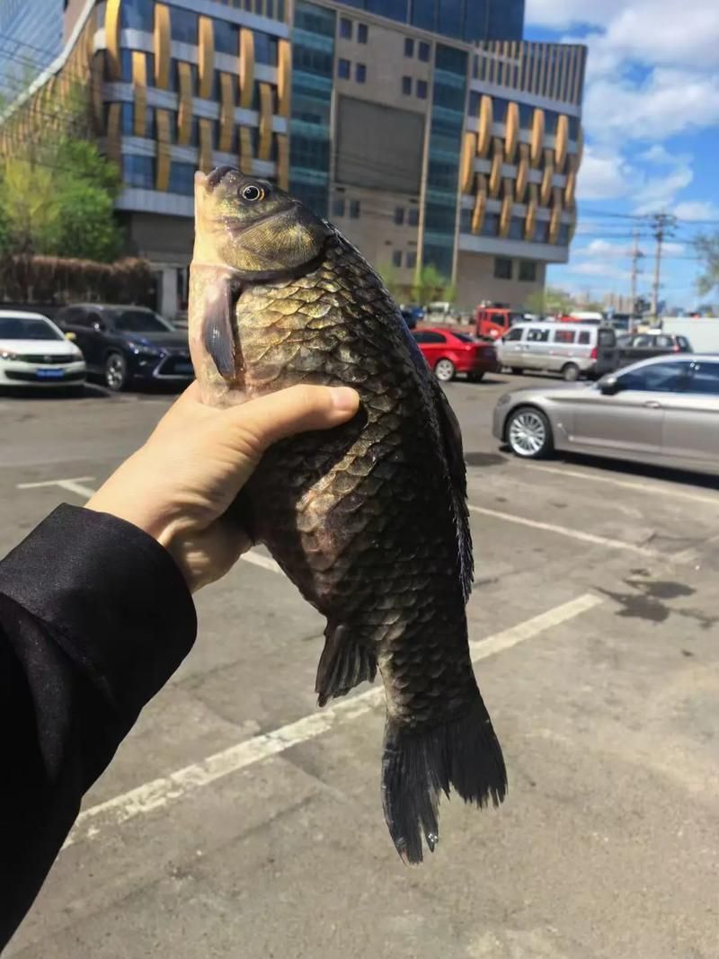 新疆雪龍魚的養殖技術有哪些，新疆雪龍魚養殖技術