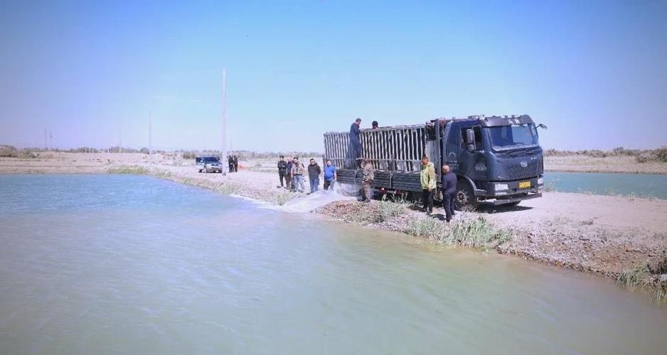 新疆雪龍魚的養殖技術有哪些，新疆雪龍魚養殖技術