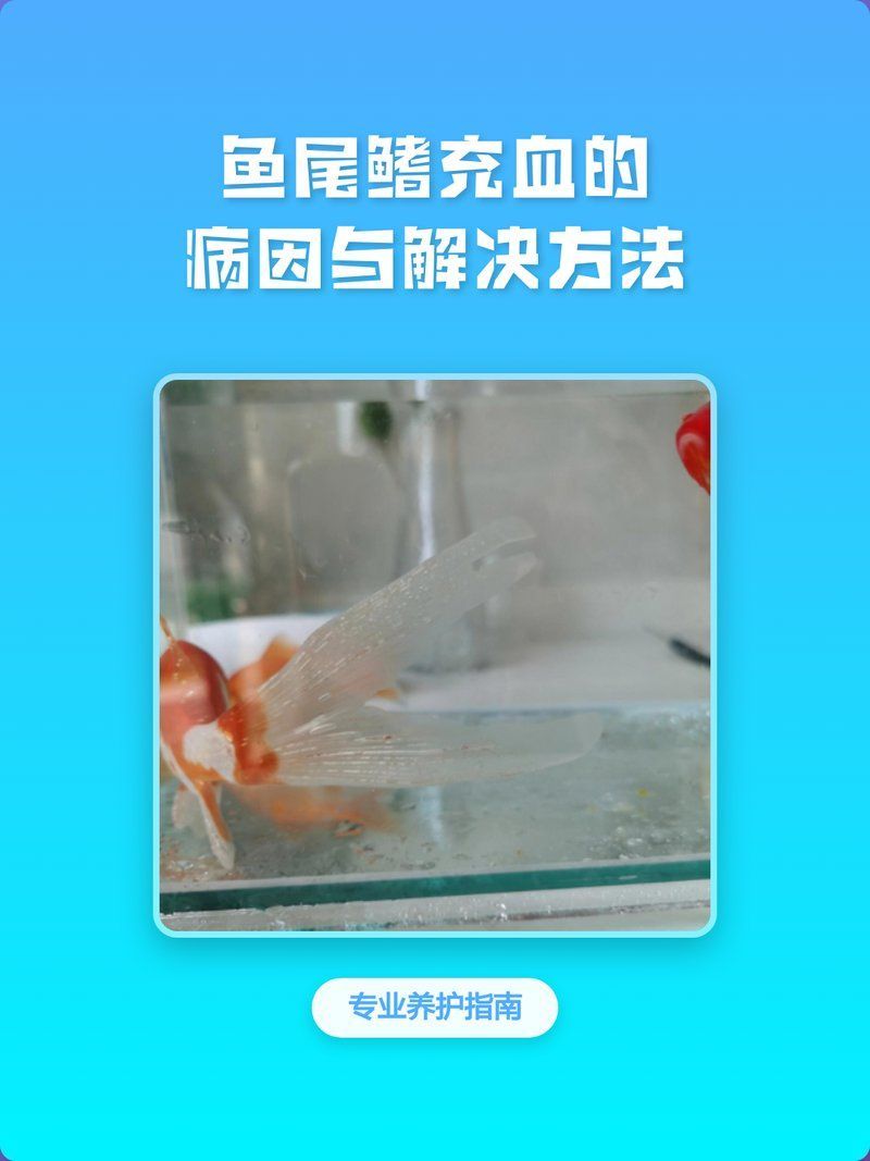 哪種病最容易導致魚尾鰭充血，金魚尾巴紅血絲,原因竟是這些