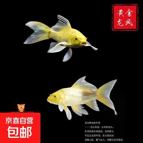 龍鳳錦鯉的價格是多少，龍鳳錦鯉價格是多少