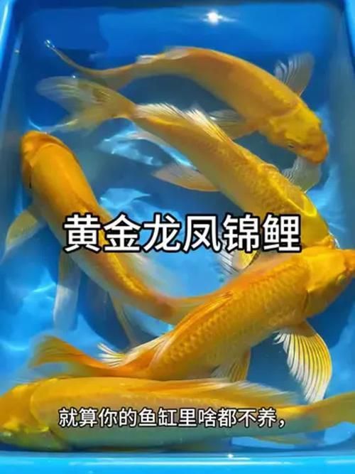 龍鳳錦鯉的價格是多少，龍鳳錦鯉價格是多少
