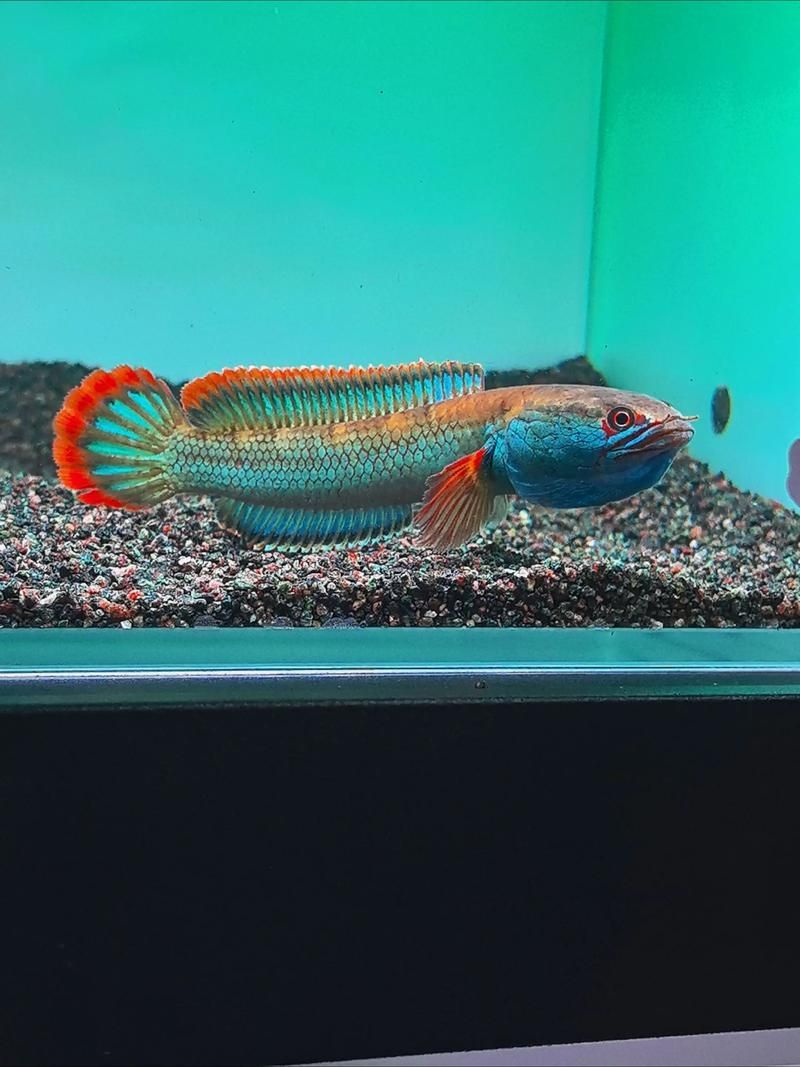 給我一些關(guān)于雷龍魚的照片，雷龍魚新手飼養(yǎng)指南
