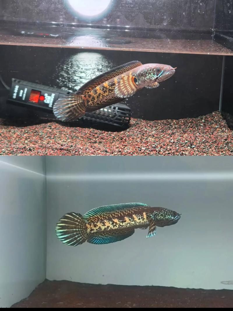 給我一些關(guān)于雷龍魚的照片，雷龍魚新手飼養(yǎng)指南