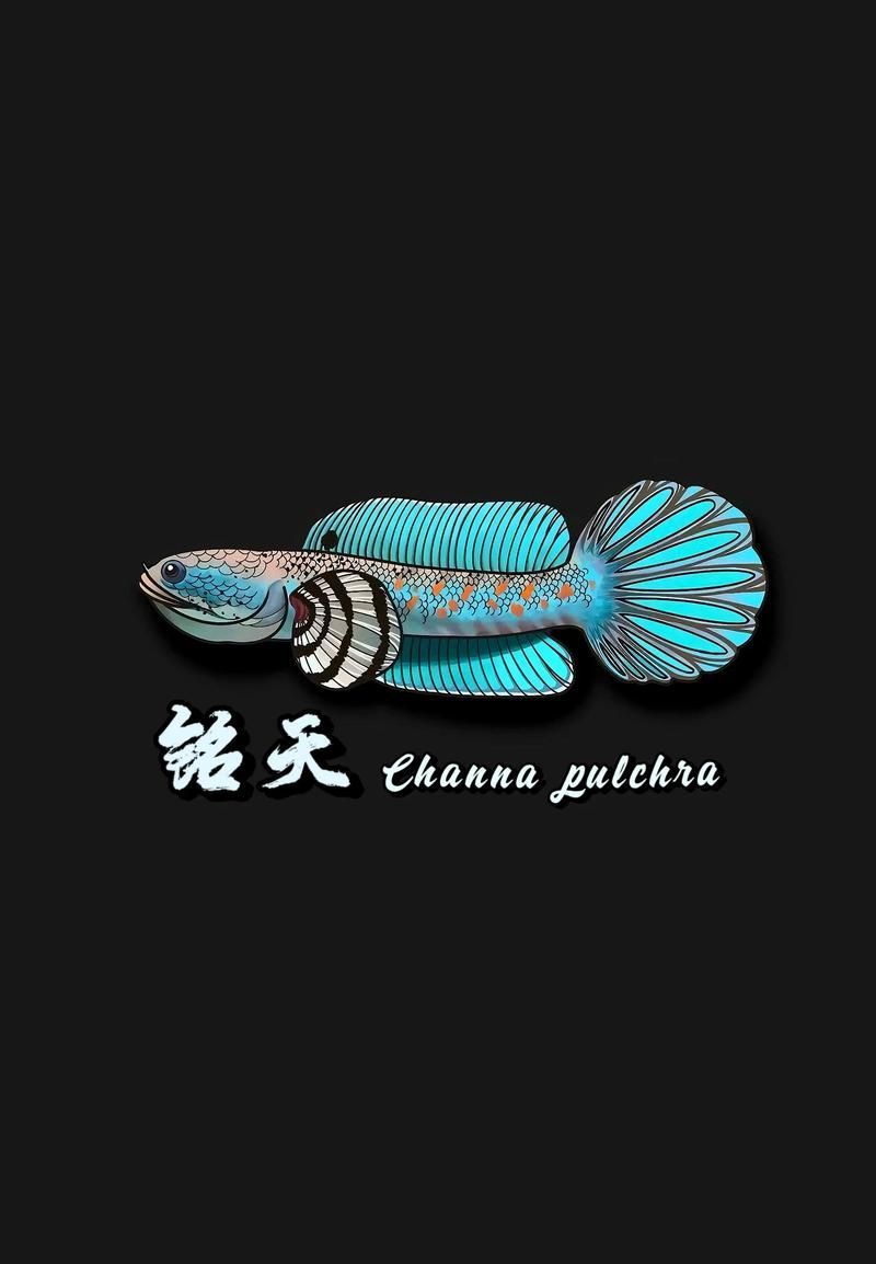 給我一些關(guān)于雷龍魚的照片，雷龍魚新手飼養(yǎng)指南