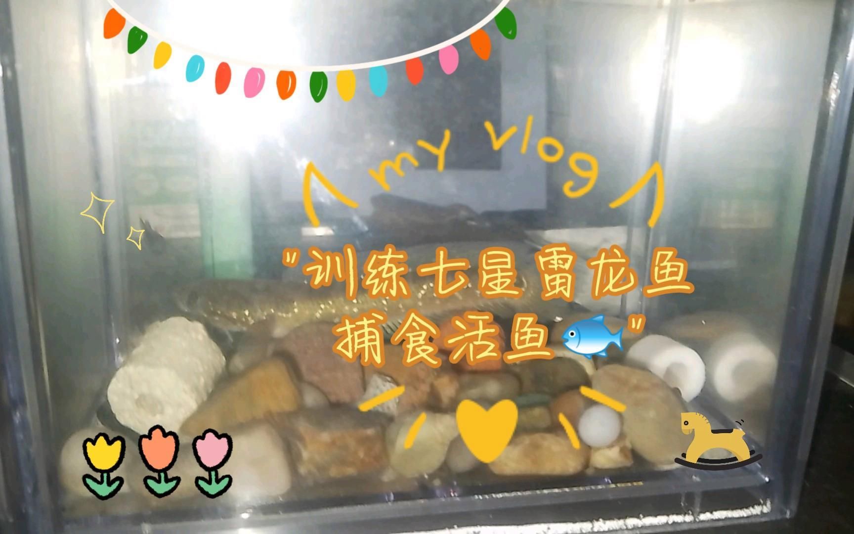 如何判斷雷龍魚是否吞餌，如何判斷雷龍魚是否吞餌，如何判斷雷龍魚是否健康