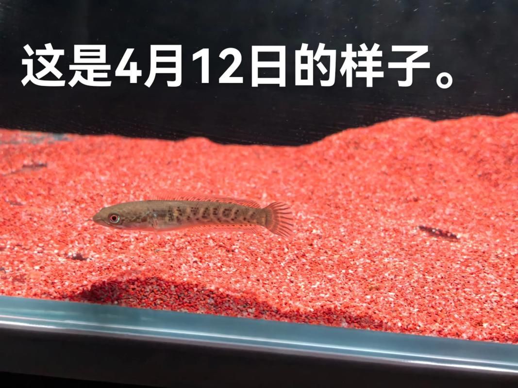 給我推薦一些適合初學者的龍魚苗品種，適合初學者的龍魚品種介紹