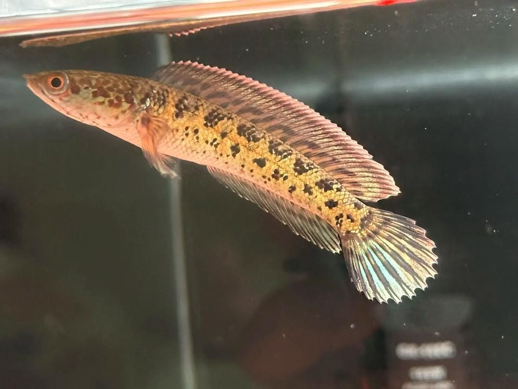 給我推薦一些適合初學者的龍魚苗品種，適合初學者的龍魚品種介紹