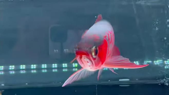如何判斷超血紅龍魚的品相，如何判斷一條超血紅龍魚的品相