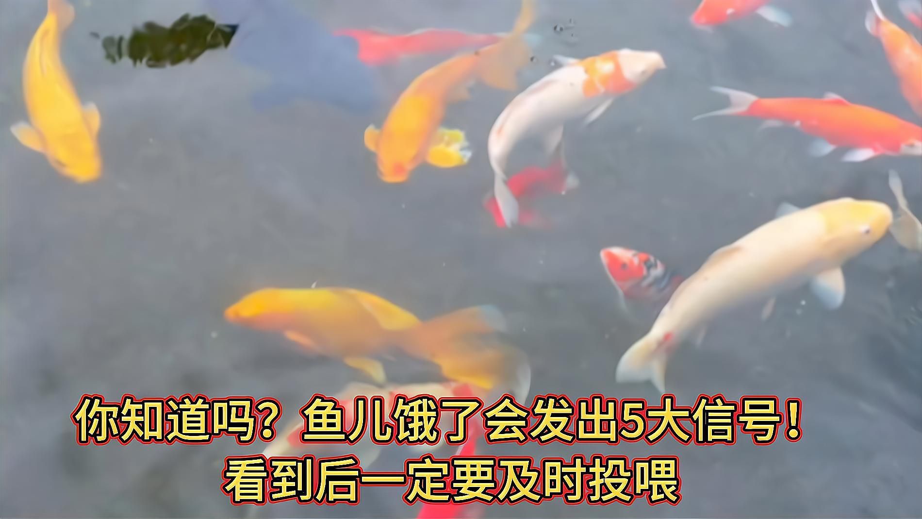 如何判斷魚是否饑餓，判斷魚是否饑餓通常可以通過觀察其行為和生理狀態來判斷