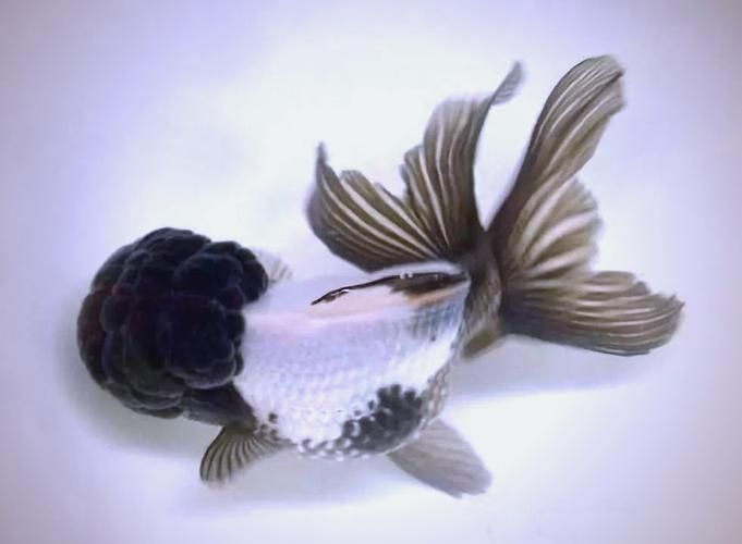 觀賞魚品種介紹大全，觀賞魚品種介紹大全，無需執行代碼任務