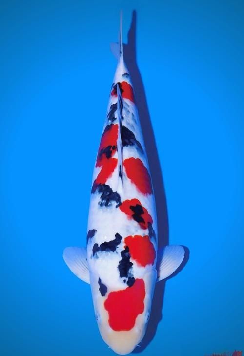 觀賞魚品種介紹大全，觀賞魚品種介紹大全，無需執行代碼任務