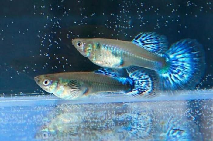 觀賞魚品種介紹大全，觀賞魚品種介紹大全，無需執行代碼任務