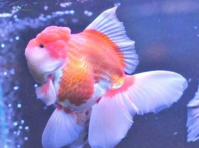 觀賞魚品種介紹大全，觀賞魚品種介紹大全，無需執行代碼任務