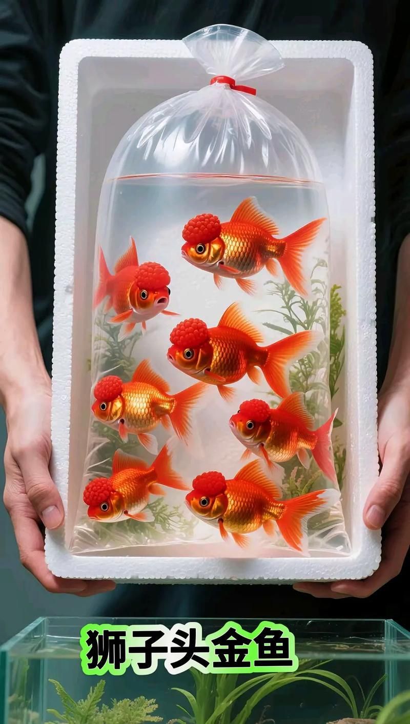 觀賞魚品種介紹大全，觀賞魚品種介紹大全，無需執行代碼任務
