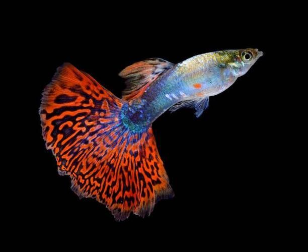 觀賞魚品種介紹大全，觀賞魚品種介紹大全，無需執行代碼任務