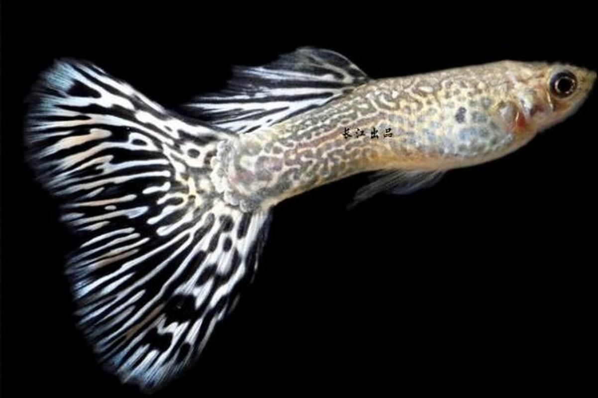 觀賞魚品種介紹大全，觀賞魚品種介紹大全，無需執行代碼任務