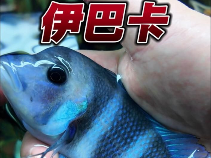 如何判斷龍魚與配魚是否兼容？，如何判斷祥龍魚場的真實性？