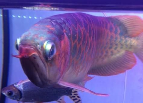 如何判斷龍魚是否感染了凸眼病？