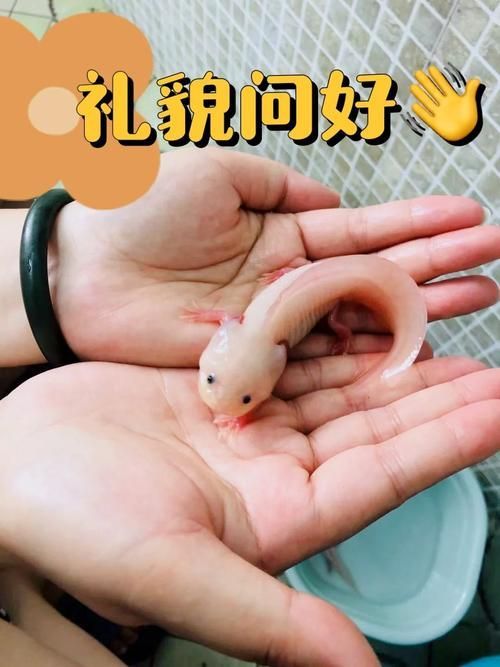 六角龍魚幼魚如何管理，六角龍魚幼魚如何管理，用戶要求詳解
