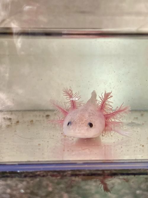 六角龍魚幼魚如何管理，六角龍魚幼魚如何管理，用戶要求詳解