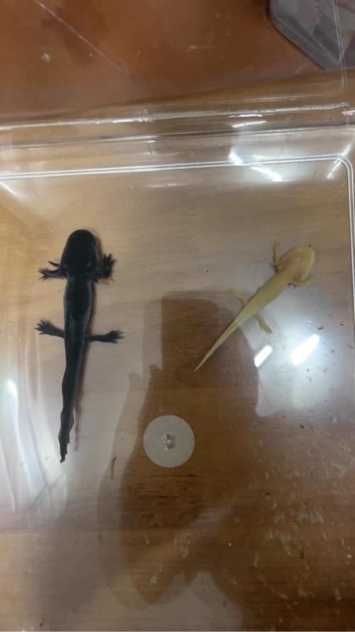 六角龍魚幼魚如何管理，六角龍魚幼魚如何管理，用戶要求詳解