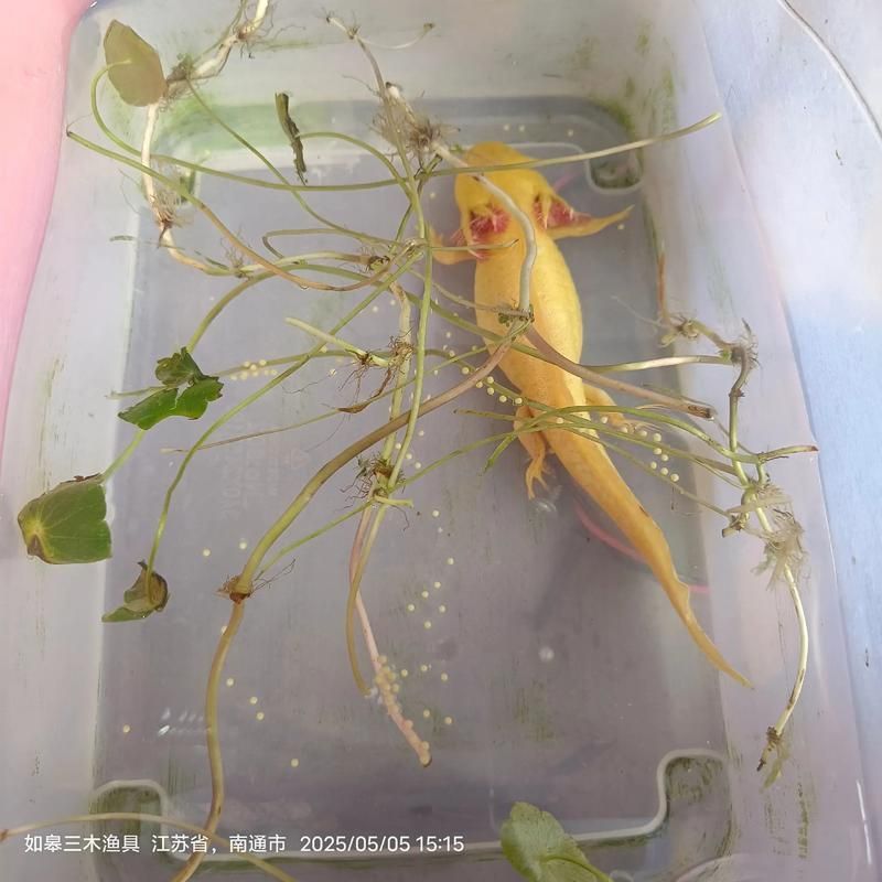 六角龍魚幼魚如何管理，六角龍魚幼魚如何管理，用戶要求詳解