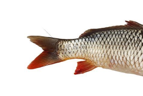 鯉魚尾鰭有血絲，錦鯉尾鰭有血絲是錦鯉愛好者和金魚飼養者常見的一個健康警示信號