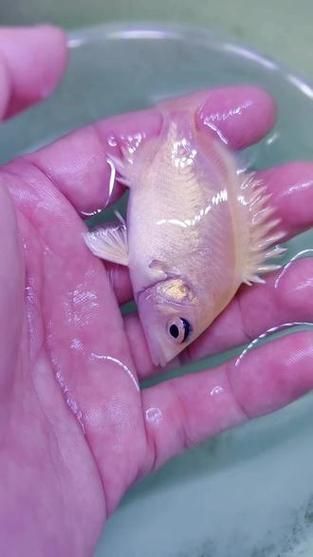?；?、異型虎魚、純色虎魚哪個最珍貴，?；?、異型虎魚、純色虎魚
