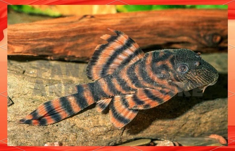 ?；?、異型虎魚、純色虎魚哪個最珍貴，?；ⅰ愋突Ⅳ~、純色虎魚
