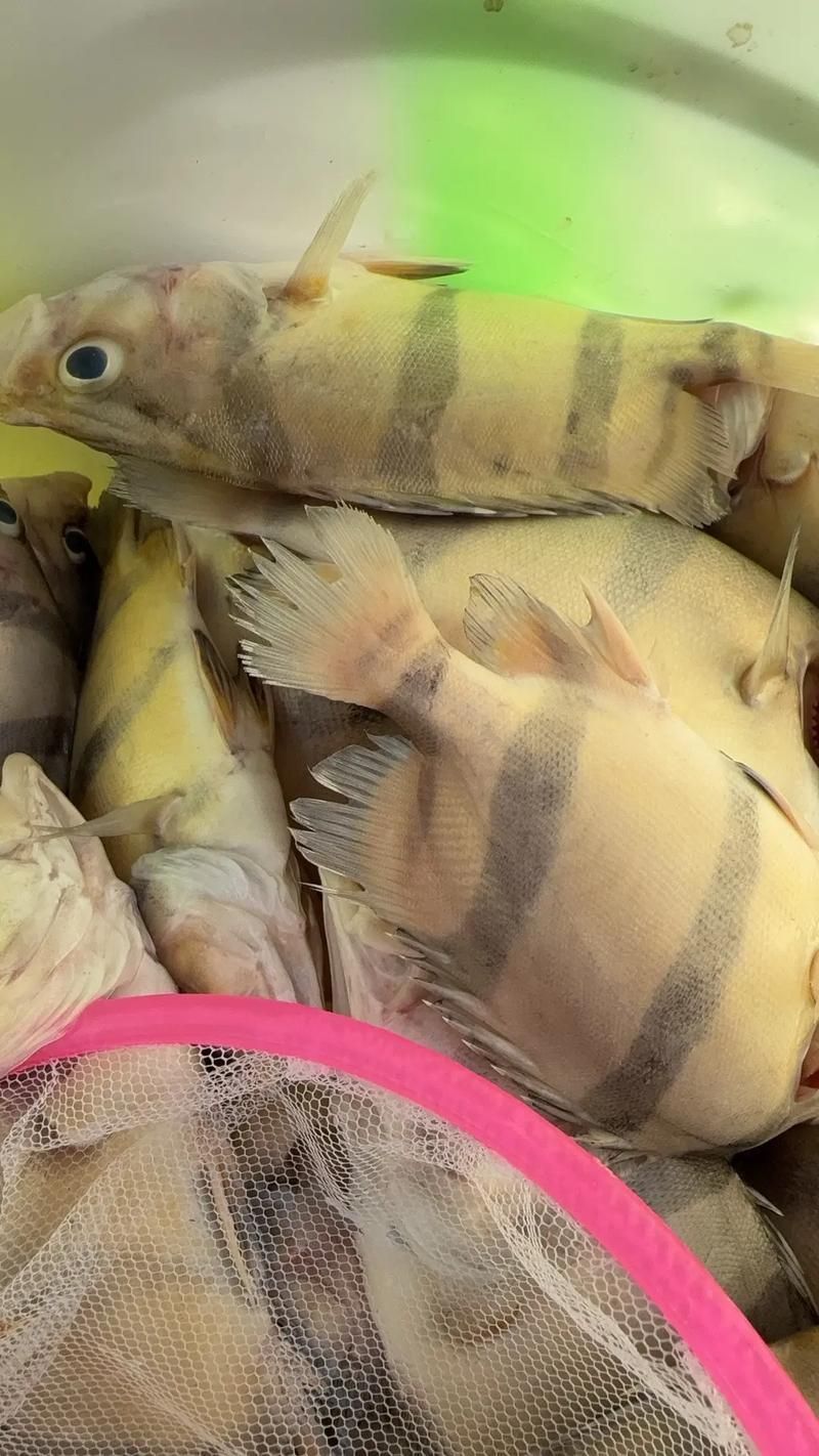 ?；ⅰ愋突Ⅳ~、純色虎魚哪個最珍貴，?；ⅰ愋突Ⅳ~、純色虎魚