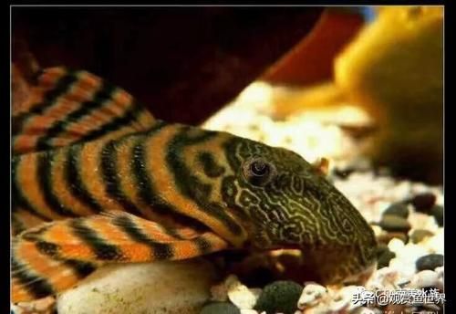 ?；?、異型虎魚、純色虎魚哪個最珍貴，福虎、異型虎魚、純色虎魚
