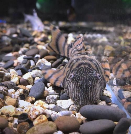 ?；?、異型虎魚、純色虎魚哪個最珍貴，福虎、異型虎魚、純色虎魚