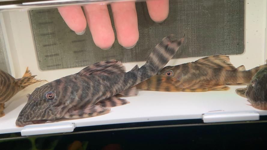 福虎、異型虎魚、純色虎魚哪個最珍貴，?；?、異型虎魚、純色虎魚