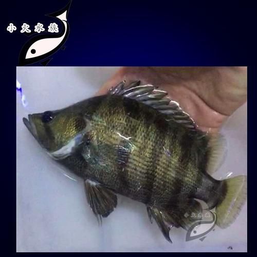 ?；ⅰ愋突Ⅳ~、純色虎魚哪個最珍貴，福虎、異型虎魚、純色虎魚