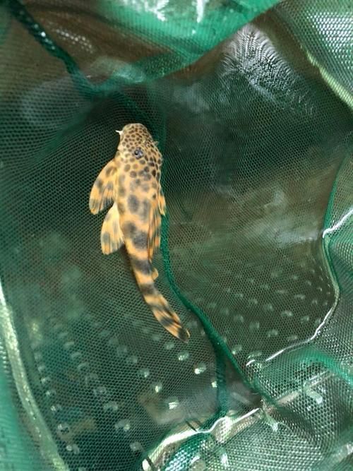福虎、異型虎魚、純色虎魚哪個最珍貴，福虎、異型虎魚、純色虎魚