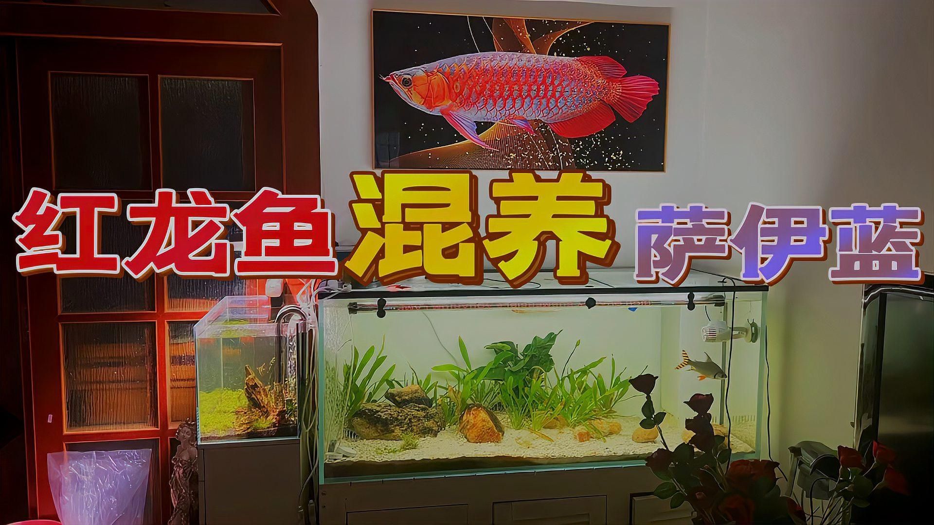 紅龍魚混養的最佳魚種有哪些？，紅龍魚混養與紅龍魚混養的最佳魚種搭配清單